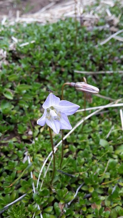 Wahlenbergia pygmaea, photographed by naturewatchwidow