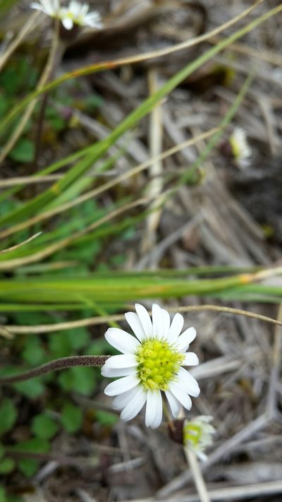 Brachyscome radicata, photographed by naturewatchwidow