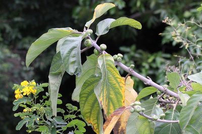 Ficus hispida, photographed by Agnes Trekker