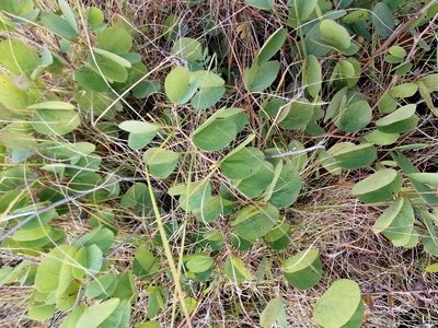 Tylosema esculentum, photographed by Hildegard Klein