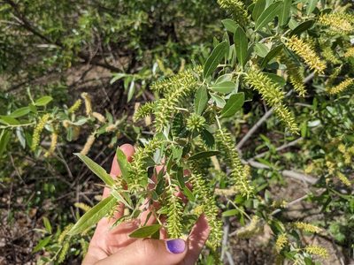 Salix laevigata, photographed by sdash