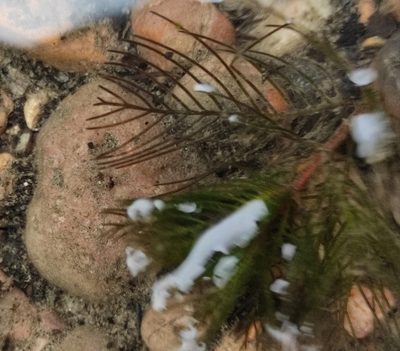 Myriophyllum sibiricum, photographed by Юлия