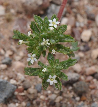 Ipomopsis polycladon, photographed by Todd Boland