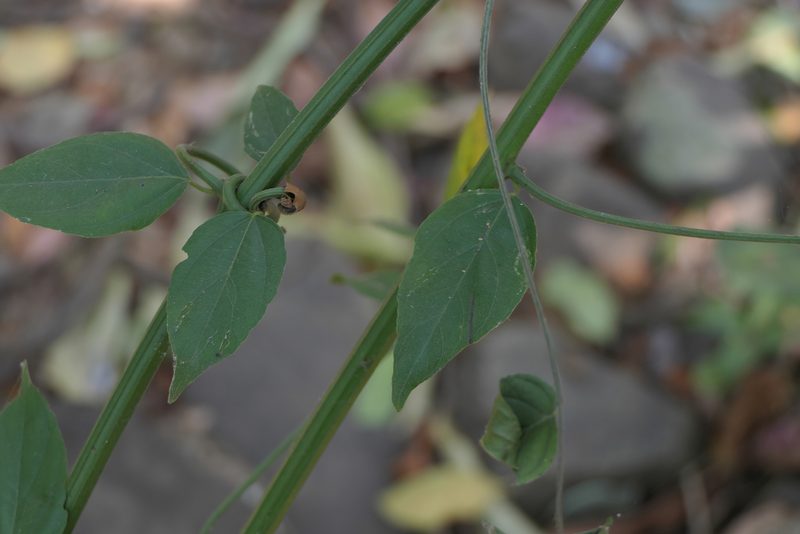 Ventilago denticulata, photographed by Dinesh Valke