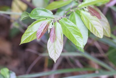 Microcos paniculata, photographed by Agnes Trekker
