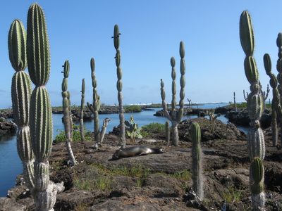 Jasminocereus thouarsii, photographed by Juan Carlos Caicedo Hernández