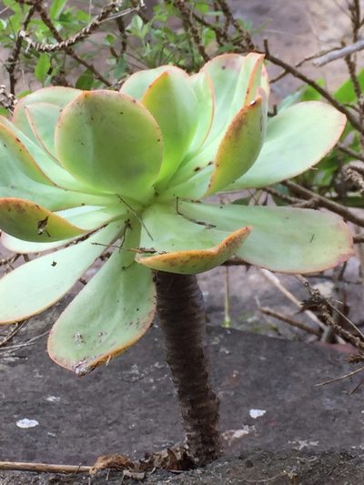 Aeonium hierrense, photographed by Andre Hosper
