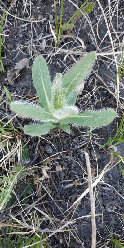Hieracium robustum, photographed by Yurii Basov
