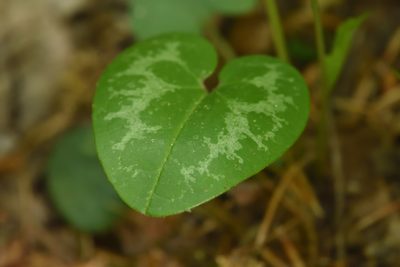 Asarum minus, photographed by Guy Babineau
