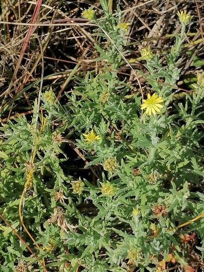 Osteospermum muricatum, photographed by Hildegard Klein