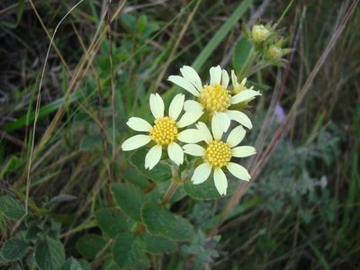 Schizotrichia jelskii, photographed by Manuel Roncal