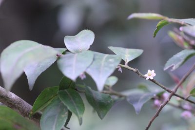 Ilex pubescens, photographed by Agnes Trekker