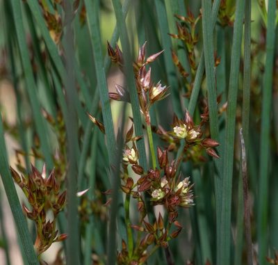 Juncus patens, photographed by Don Loarie