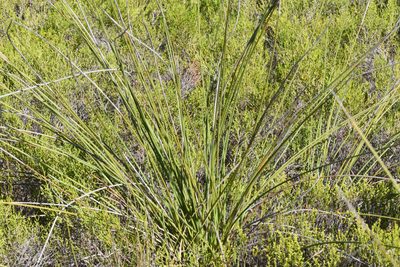 Bobartia orientalis, photographed by Andrew Gillespie