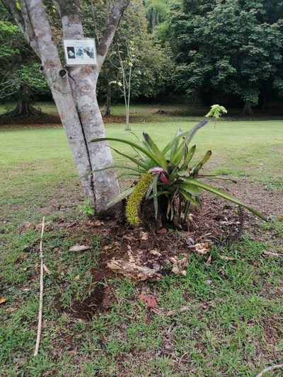 Aechmea setigera, photographed by Judith
