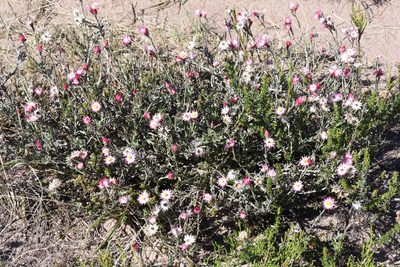 Achyranthemum affine, photographed by Andrew Gillespie