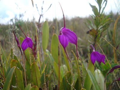 Masdevallia amabilis, photographed by Manuel Roncal