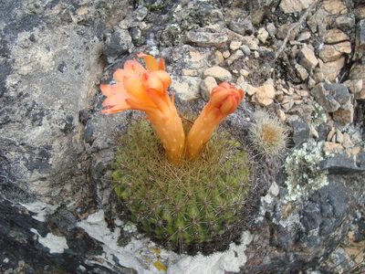 Matucana aurantiaca, photographed by Manuel Roncal