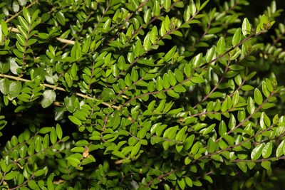 Lonicera ligustrina, photographed by Stephen James McWilliam