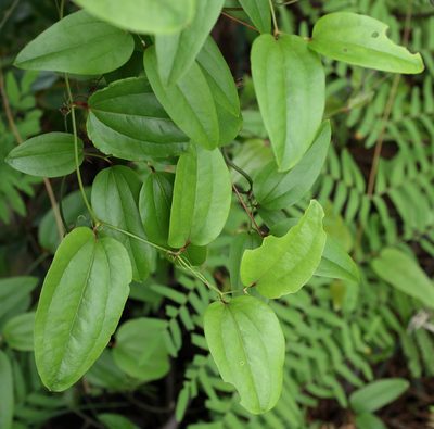 Smilax walteri, photographed by Lauren McLaurin