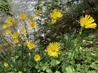 Doronicum pardalianches, photographed by Jason Grant