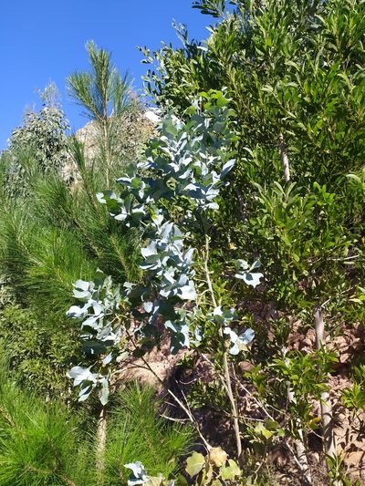 Eucalyptus cinerea, photographed by Kim Gordon