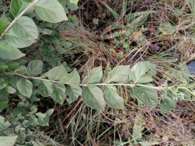 Afrocanthium gilfillanii, photographed by Hildegard Klein