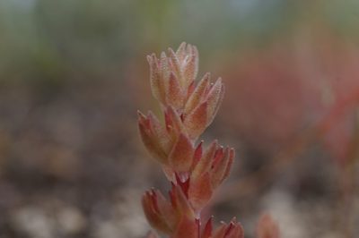 Sedum aetnense, photographed by Sergey Cherkasov