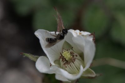 Rubus nepalensis, photographed by Ramnarayan K