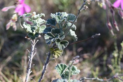 Pelargonium reniforme, photographed by Andrew Gillespie