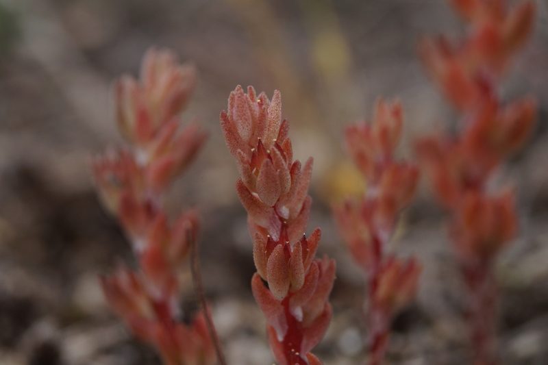 Sedum aetnense, photographed by Sergey Cherkasov