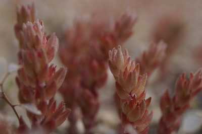 Sedum aetnense, photographed by Sergey Cherkasov