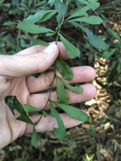 Putterlickia verrucosa, photographed by Sunčana Bradley