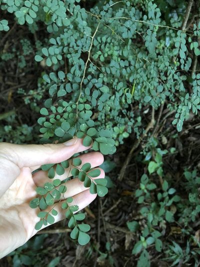 Indigofera sylvicola, photographed by Sunčana Bradley