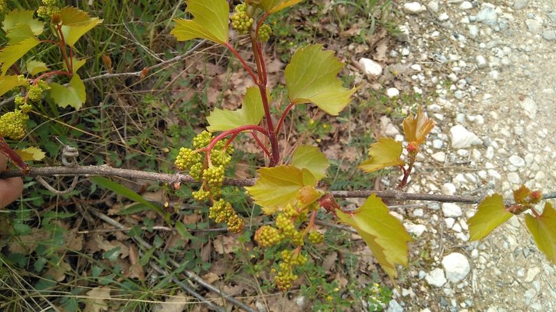 Vitis rupestris, photographed by Josep Gesti