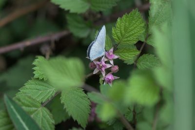 Rubus niveus, photographed by Ramnarayan K