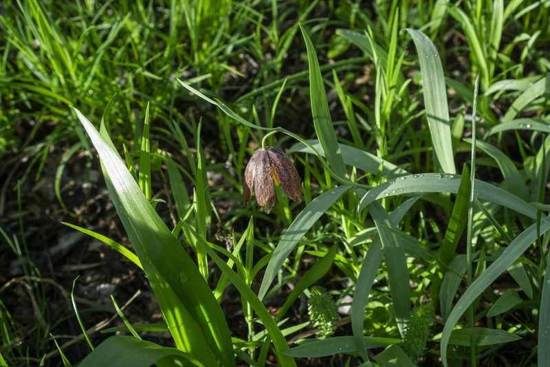 Fritillaria montana, photographed by Conrad Altmann
