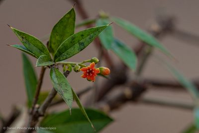 Bonellia macrocarpa, photographed by Daniel Pineda Vera