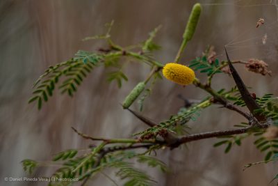 Vachellia cornigera, photographed by Daniel Pineda Vera