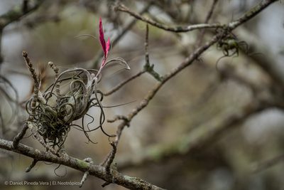 Tillandsia caput-medusae, photographed by Daniel Pineda Vera
