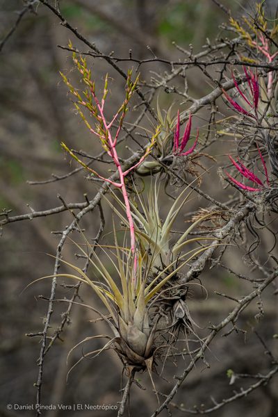 Tillandsia cucaensis, photographed by Daniel Pineda Vera