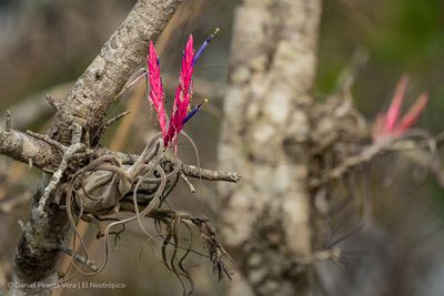 Tillandsia caput-medusae, photographed by Daniel Pineda Vera