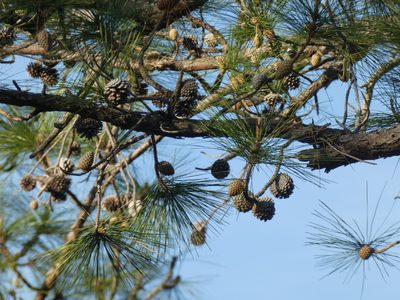 Pinus serotina, photographed by Morgan Freese