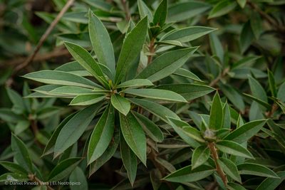 Bonellia macrocarpa, photographed by Daniel Pineda Vera