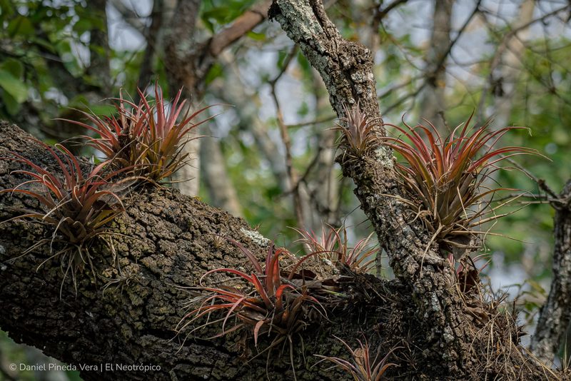 Tillandsia flabellata, photographed by Daniel Pineda Vera