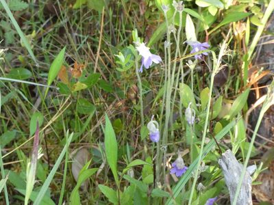 Pinguicula caerulea, photographed by Morgan Freese