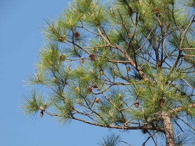 Pinus serotina, photographed by Morgan Freese