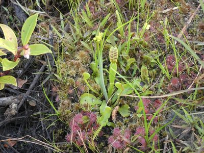Dionaea muscipula, photographed by Morgan Freese