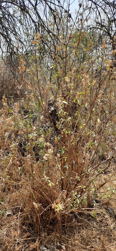 Ageratina glabrata, photographed by Oscar Esca