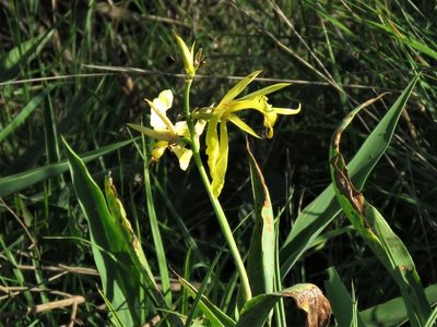 Canna glauca, photographed by Gustavo Puente